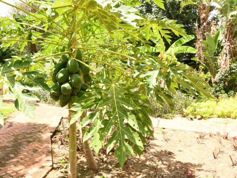 homegrown papaya fruit