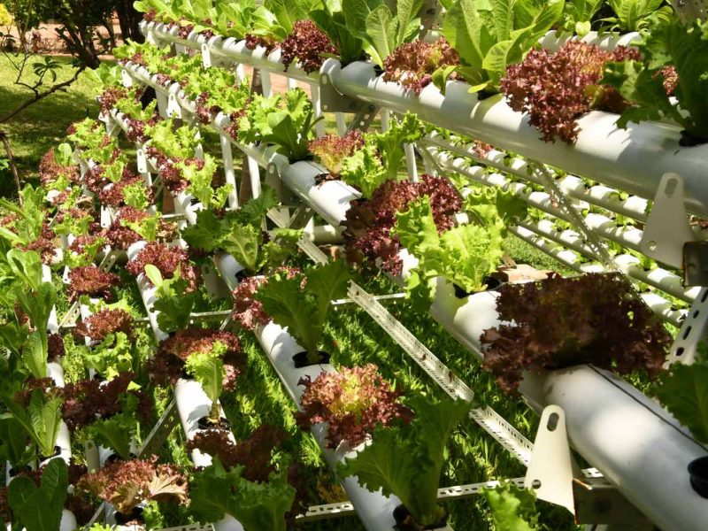 homegrown lettuce