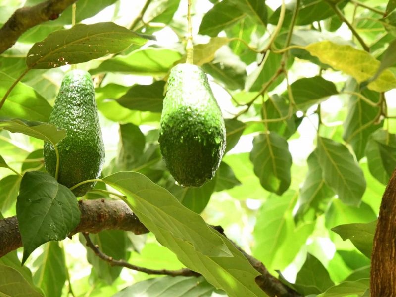 avocadoes growing on tree