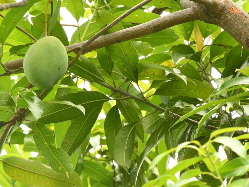 mango growing in tree