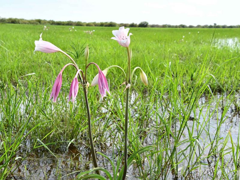 lilies growing in water