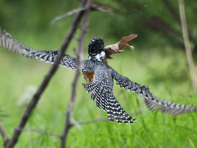 Giant-kingfisher